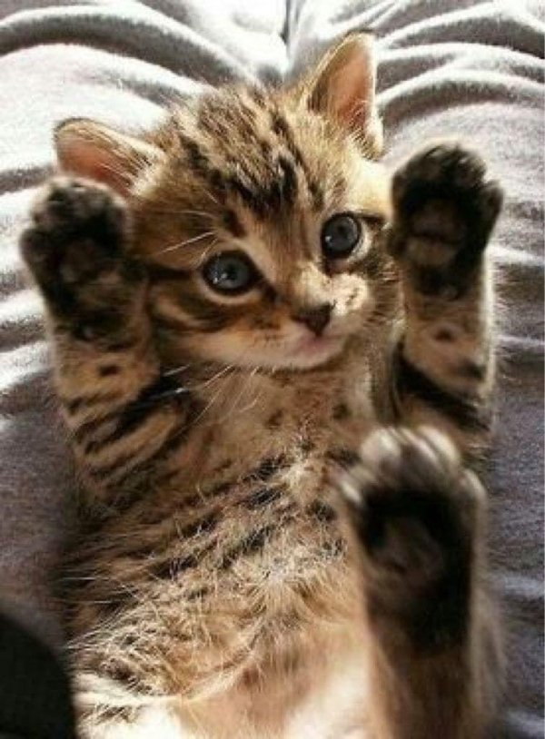 очаровательные котята