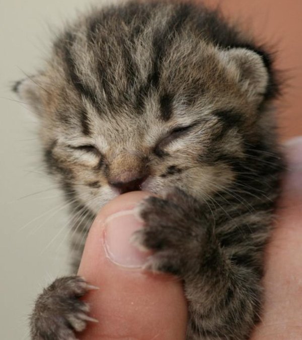 новорождённые котята мейн