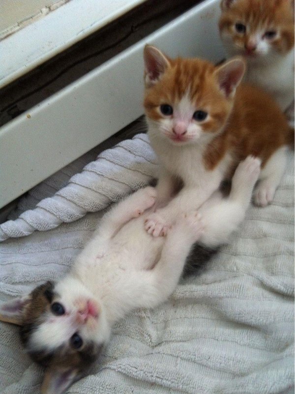 смешной котенок