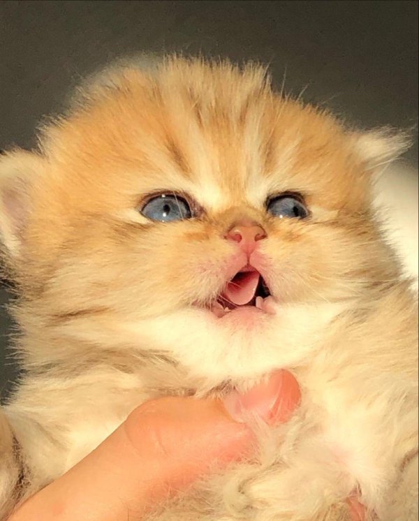 забавные котята