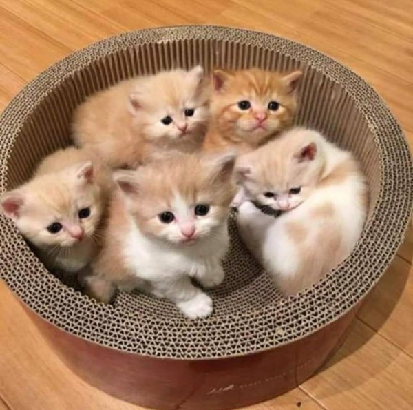 котята много