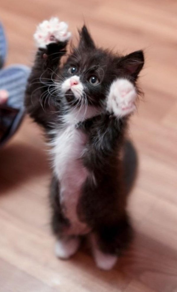 смешной котенок