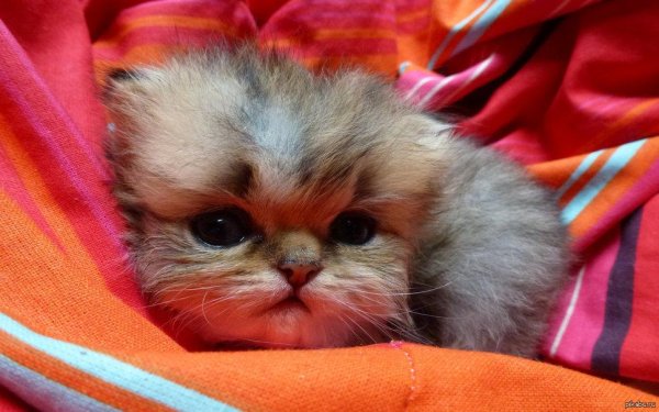 котёнок маленький пушистый
