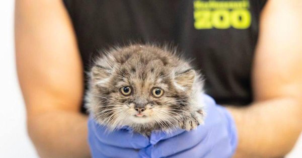 детеныши манула