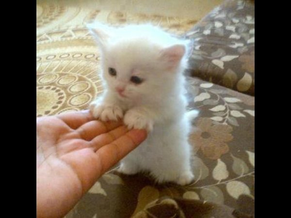 очаровательные котята