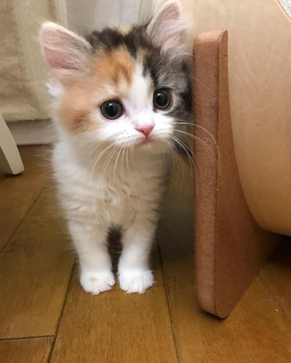 трехцветные котята