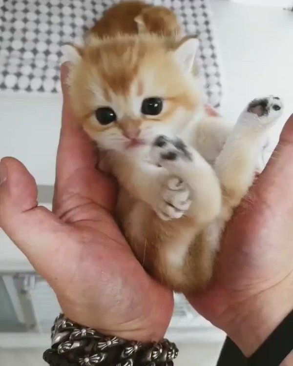 смешной котенок