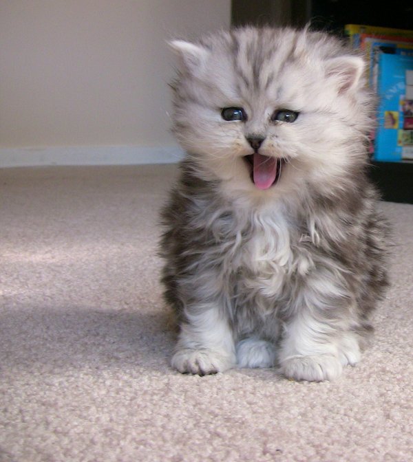 хайленд страйт шотландская