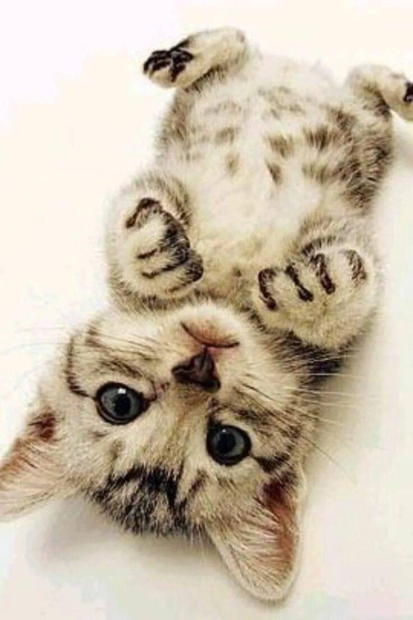 милые животные