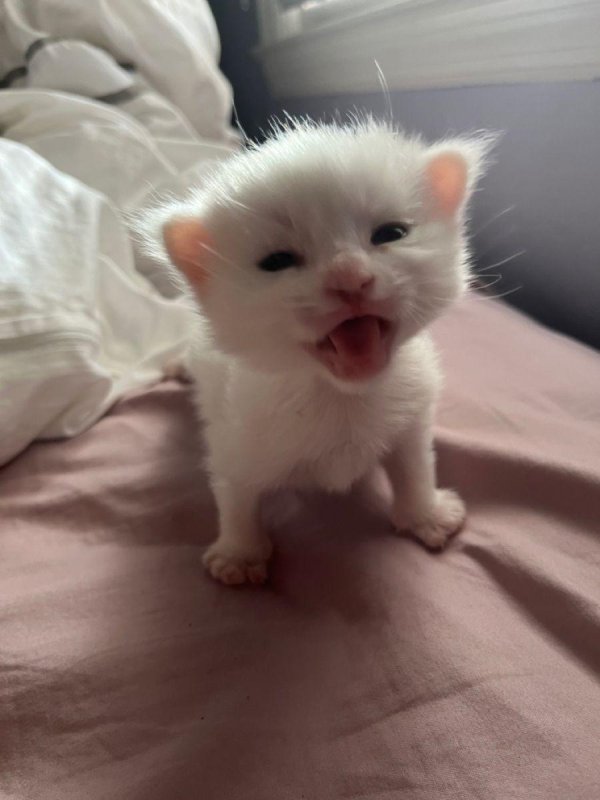 очаровательные котята