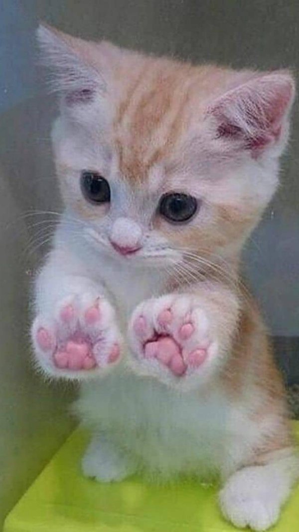 про котиков