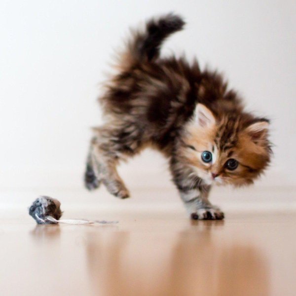 котенок красивый