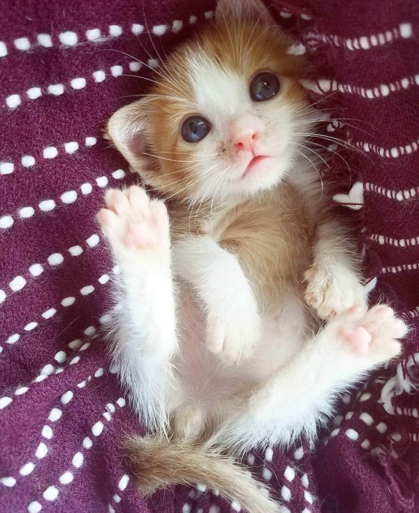 котенок маленький