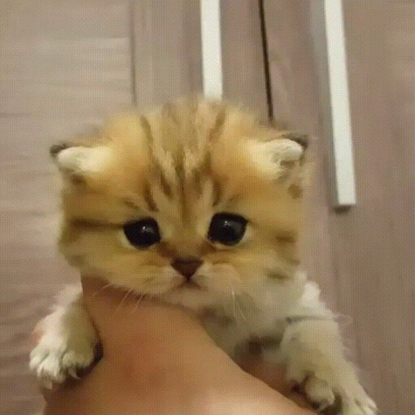 британская золотистая шиншилла