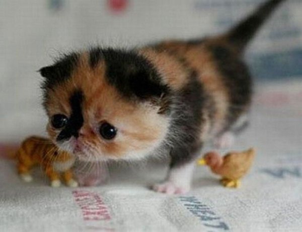 самые маленькие котята на свете