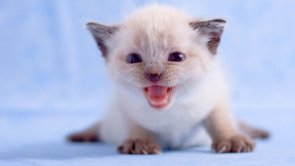 сиамская котенок