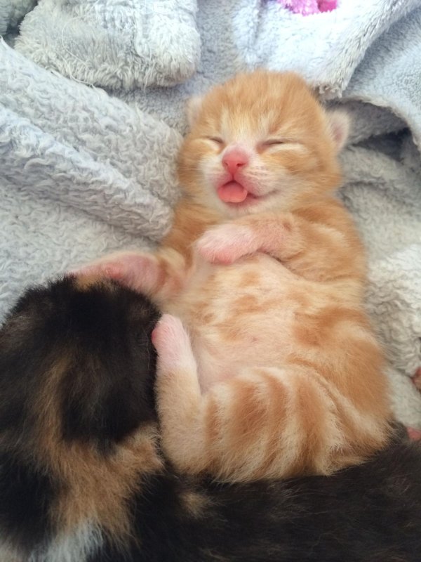 рыжие котята