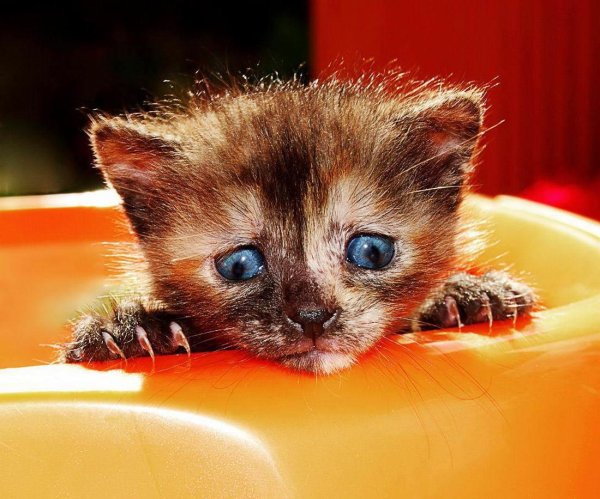 добрые котята