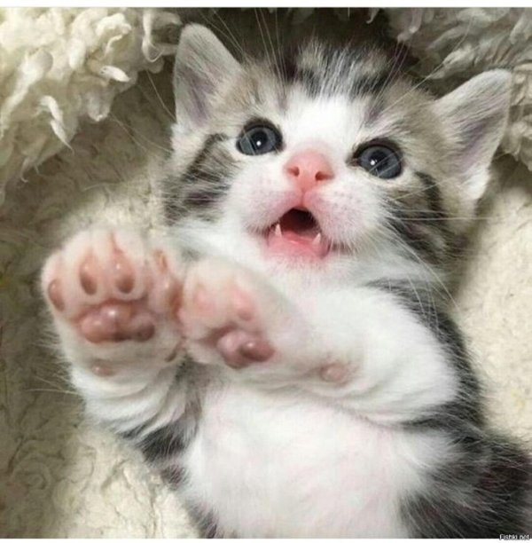 смешной котенок