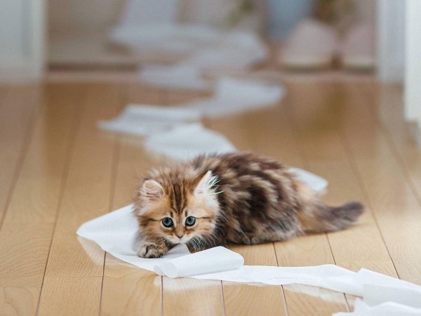 котенок красивый