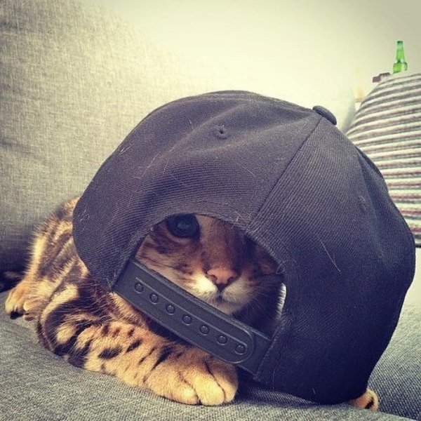 крутые коты