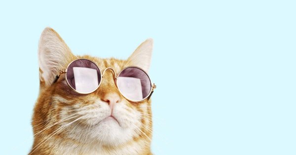 котик в очках