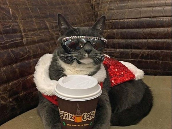 крутая кошка