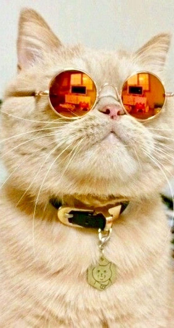 котик в очках