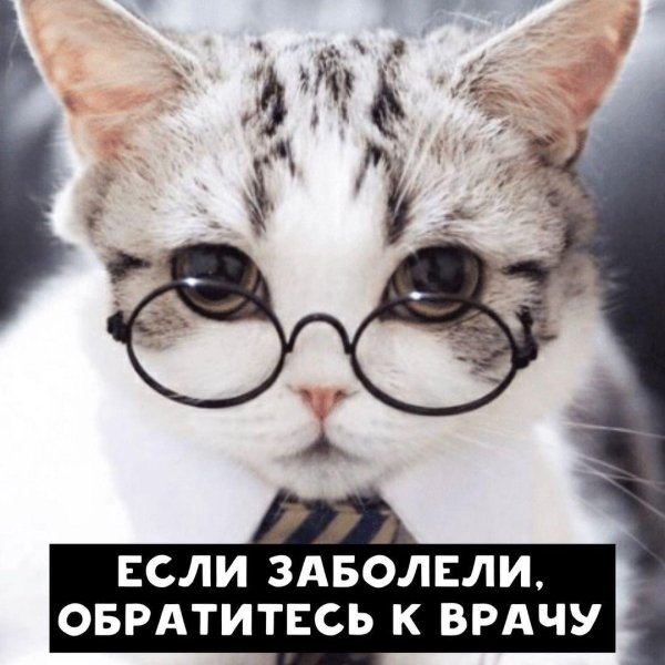 кошечка в очках