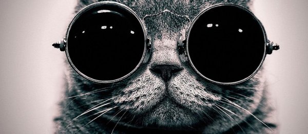 котик в очках