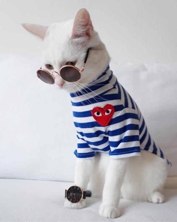 кошка модница