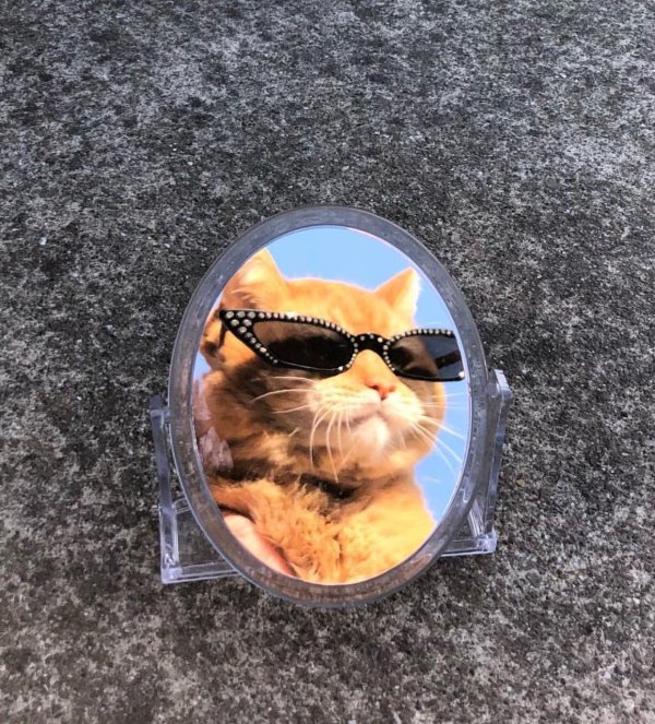 идеальный кот