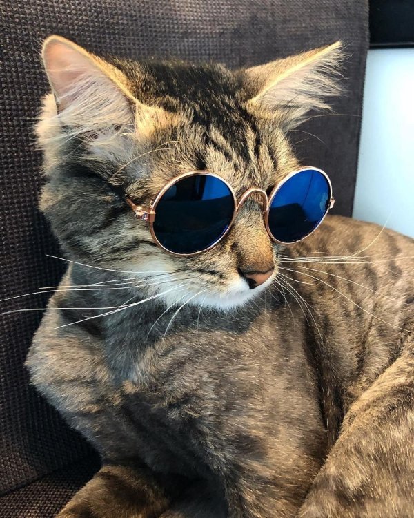 самые популярные котики