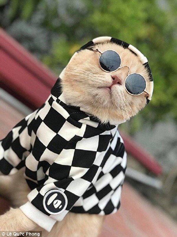 кошка в одежде