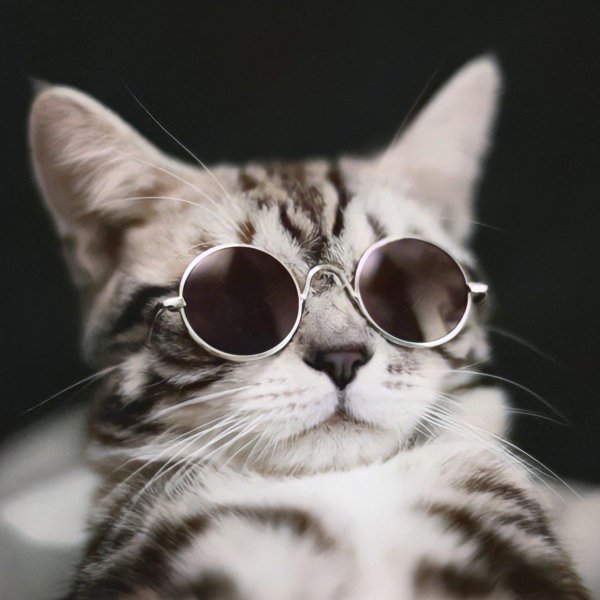 кот очках