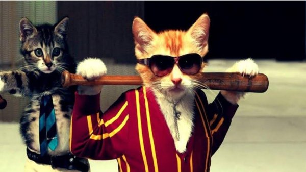 крутые коты