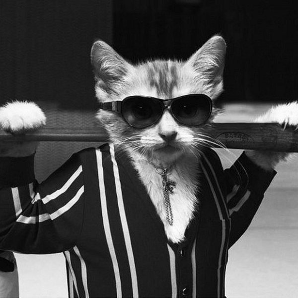 крутой котик