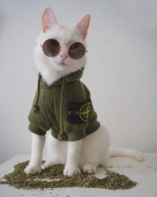 котик стон айленд