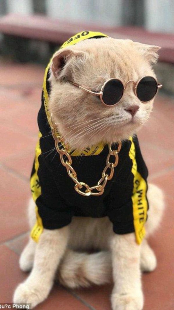 крутые коты