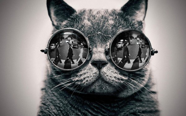 крутые коты в очках