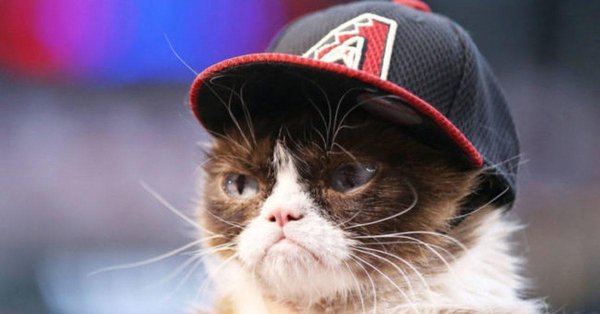 крутые коты