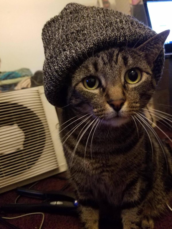 крутой котик