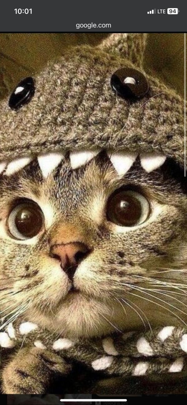 милые котики ава