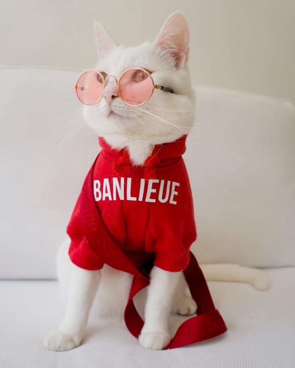 модная одежда для котов