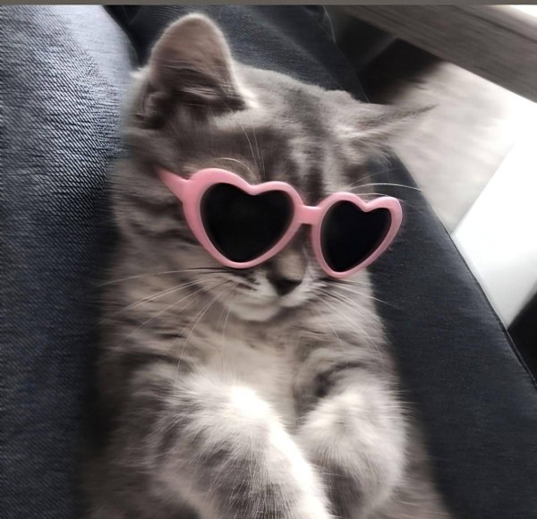 милые котики в очках