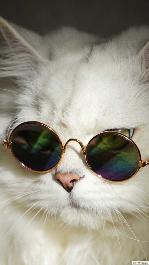 котики с очками