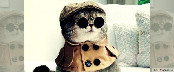 модные коты