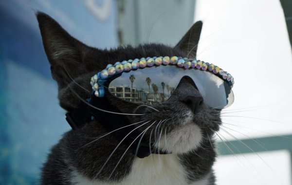 крутая кошка