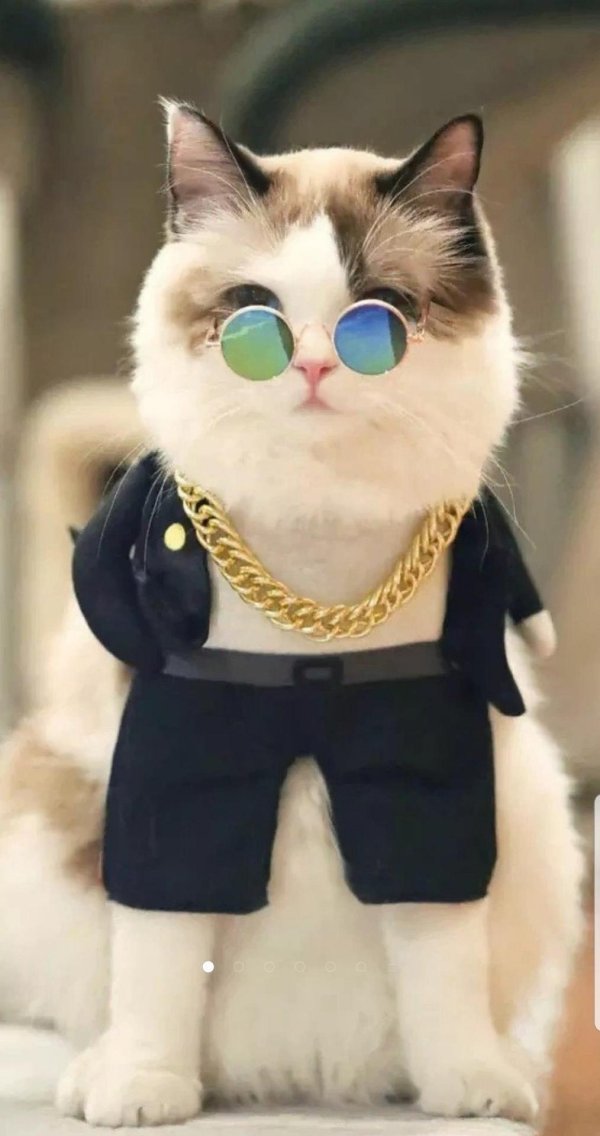 модные коты