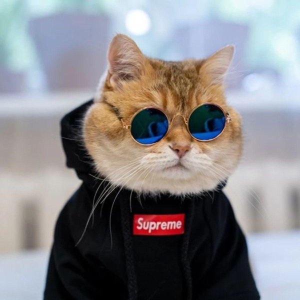 крутые коты